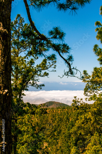 Fototapeta Naklejka Na Ścianę i Meble -  Mar de nubes y vegetación en la isla de Tenerife