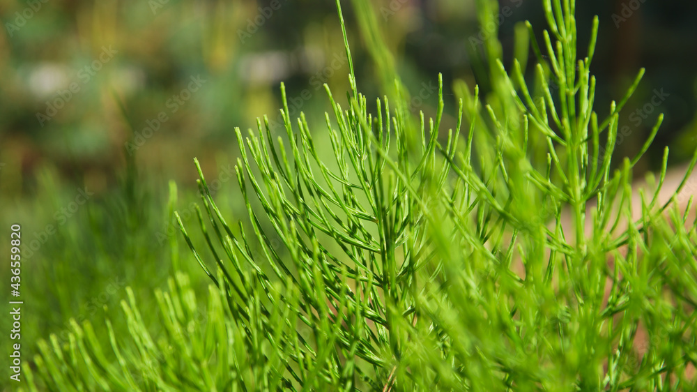 Obraz premium equisentum arvense