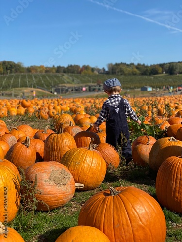 Fotografie child in a pumpkin patch