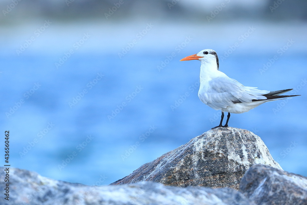 Royal tern, Thalasseus maximus, Saint Andrews Sate Park, Florida, USA Royal tern, Thalasseus maximus, Saint Andrews Sate Park, Florida, USA