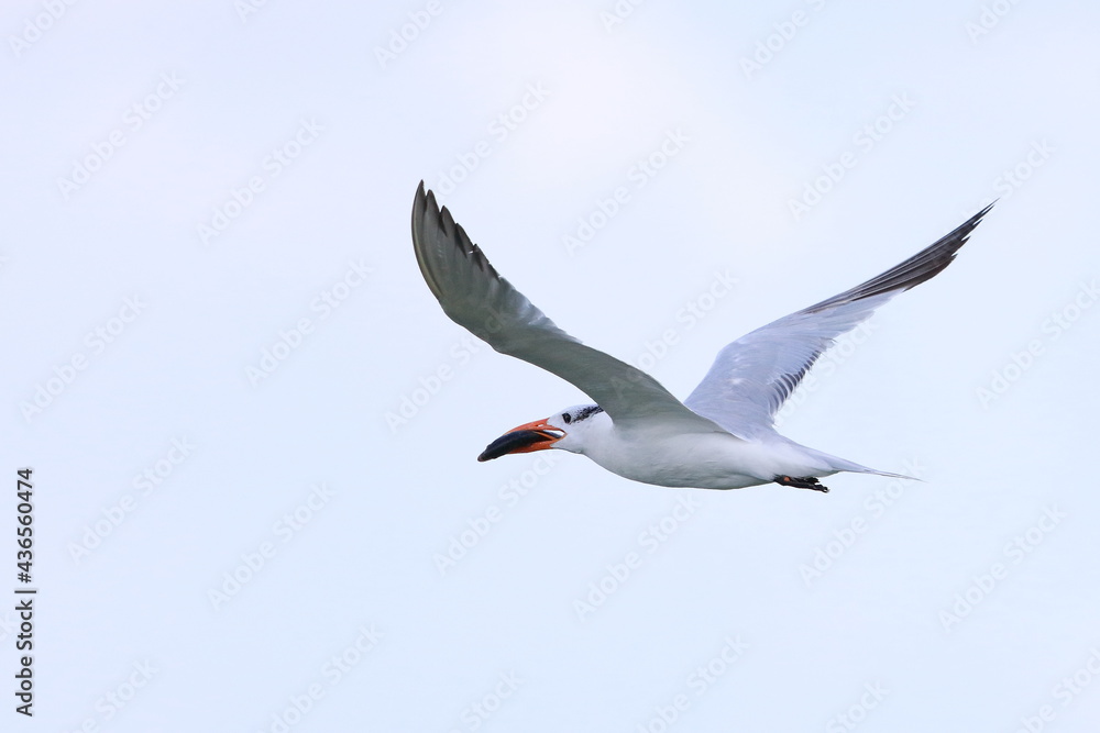 Royal tern, Thalasseus maximus, Saint Andrews Sate Park, Florida, USA Royal tern, Thalasseus maximus, Saint Andrews Sate Park, Florida, USA