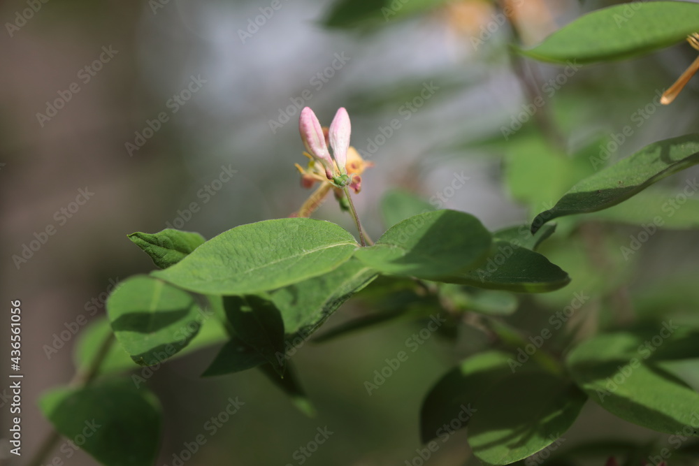 Fragrant Honeysuckle on a branch Fragrant Honeysuckle on a branch