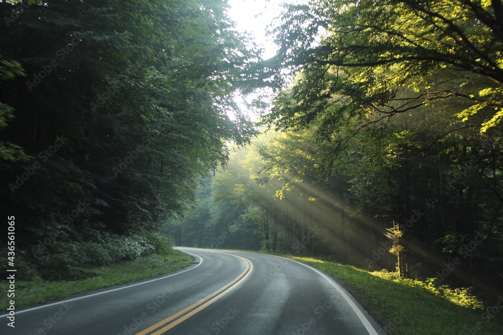 Sunbeams through the trees on the road.