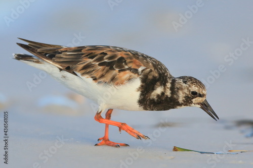 Ruddy Turnstone, Arenaria interpres, Saint Andrews Sate Park, Florida, USA
