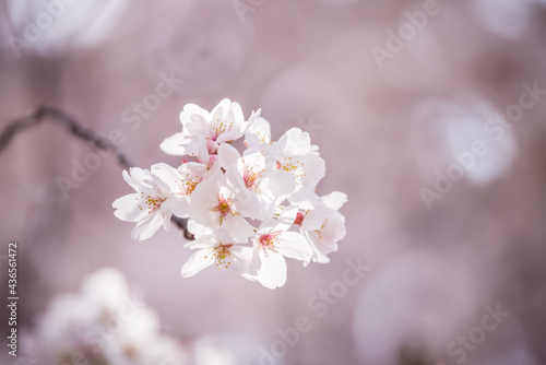 木漏れ日のボケを背景に咲く桜の花 © jyugem