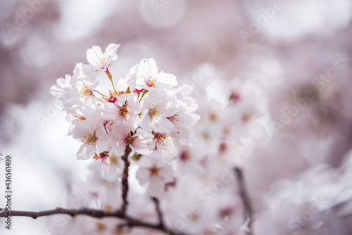 木漏れ日のボケを背景に咲く桜の花 © jyugem