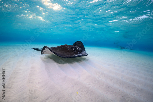 Stingray on shallow sand bar