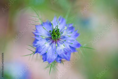 Wallpaper Mural オールドレンズで撮影したニゲラの花 Torontodigital.ca