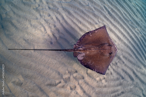 Fotografia Stingray on shallow sand bar