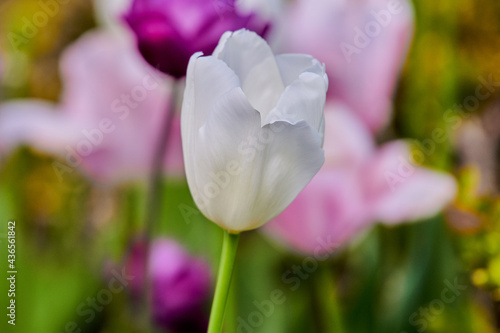 White Tulip flowers in springtime with blurry tulips in background  Soft selective focus  tulip close up