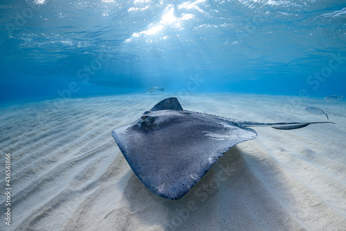 Stingray on shallow sand bar
