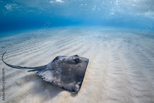 Stingray on shallow sand bar photo