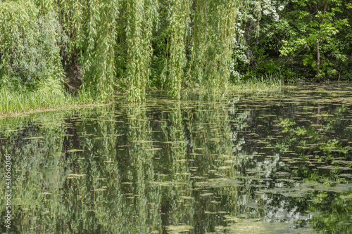The tree is reflected in the water surface of the pond in the park