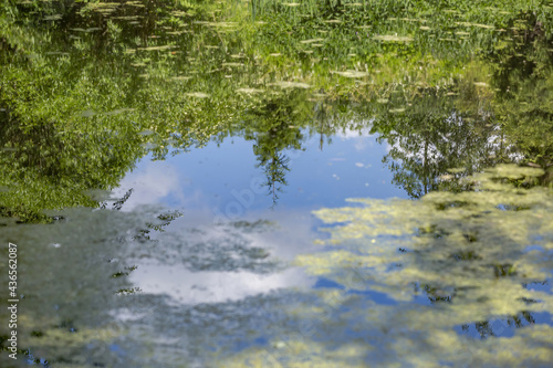 The tree is reflected in the water surface of the pond in the park