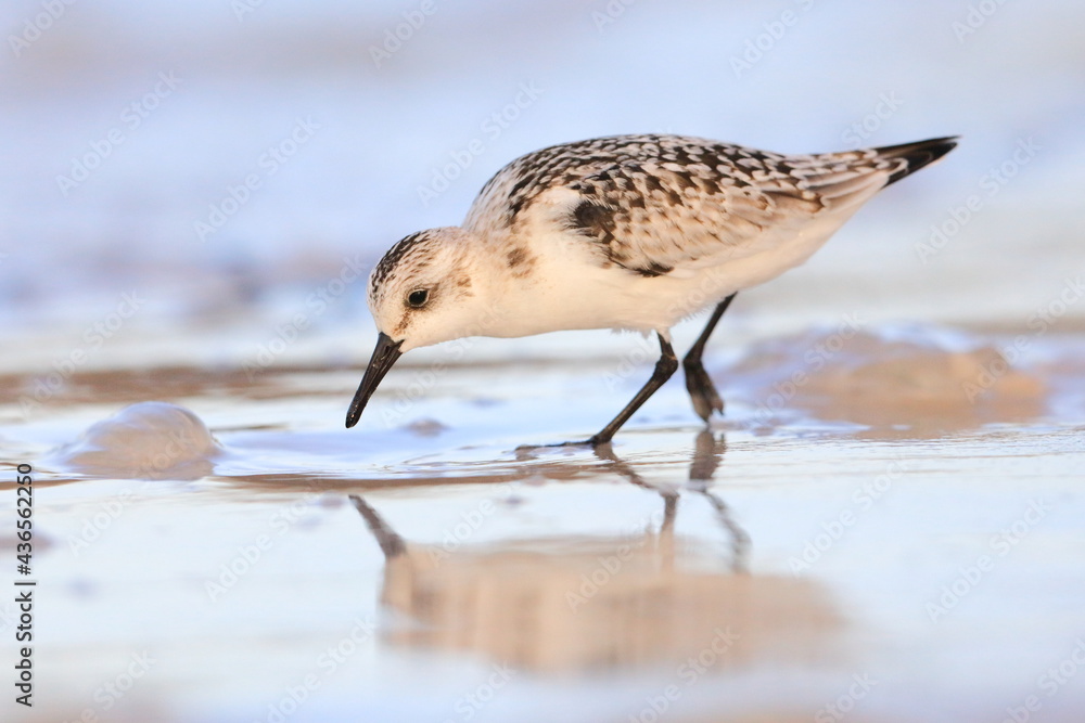 Obraz premium Sanderling, Calidris alba, Saint Andrews Sate Park, Florida, USA
