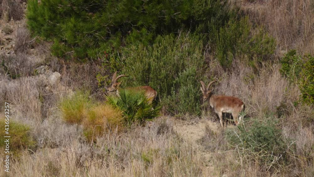 Two wild male goats with horns, spanish ibex on seaside coastal cliffs, Maro Cerro Gordo natural park, Andalusia Spain. Slow motion Two wild male goats with horns, spanish ibex on seaside coastal cliffs, Maro Cerro Gordo natural park, Andalusia Spain. Slow motion