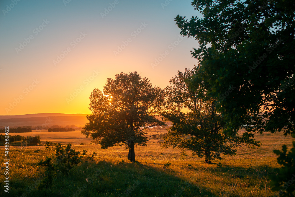 Fototapeta premium Pink sunset, sky and trees in summer.