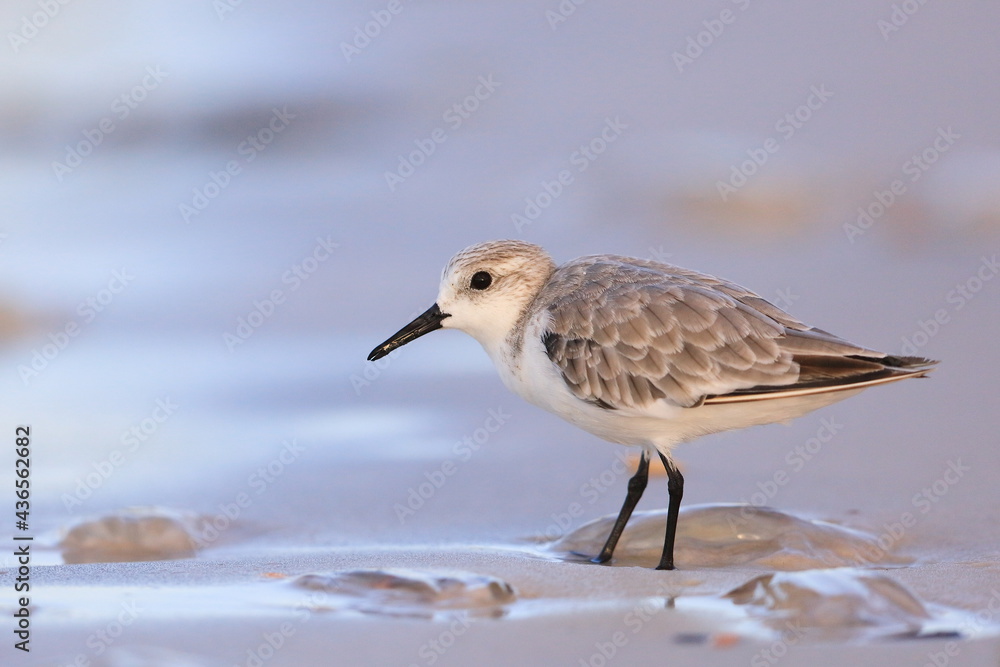 Sanderling, Calidris alba, Saint Andrews Sate Park, Florida, USA