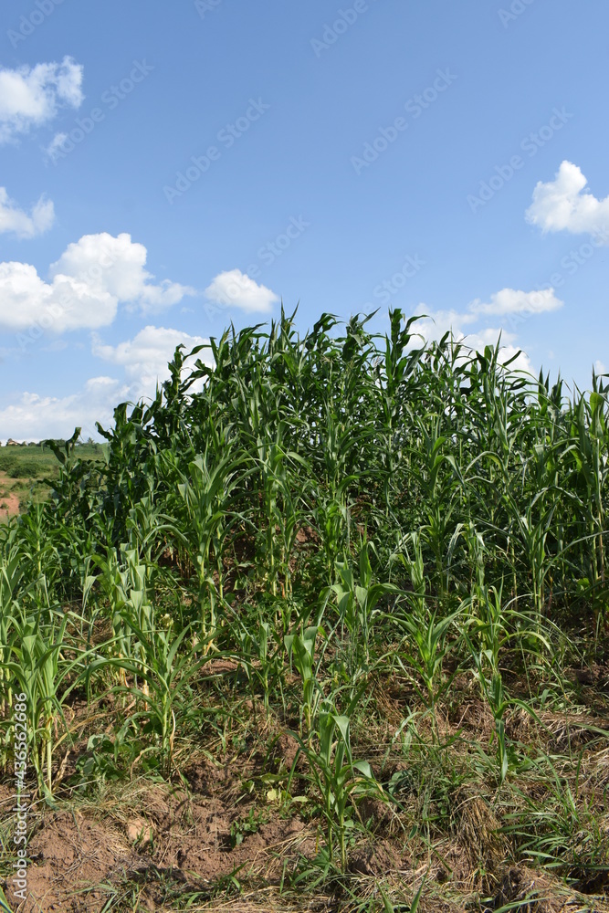 Fototapeta premium Crop growing on top of Ant hill - Kassanda, Uganda