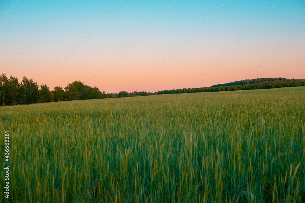 Green field with wheat and sunset.