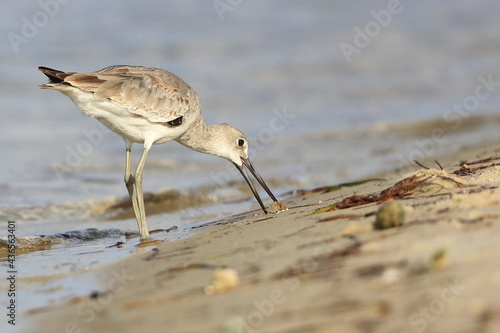 Stilt Sandpiper, Calidris himantopus, Saint Andrews Sate Park, Florida, USA