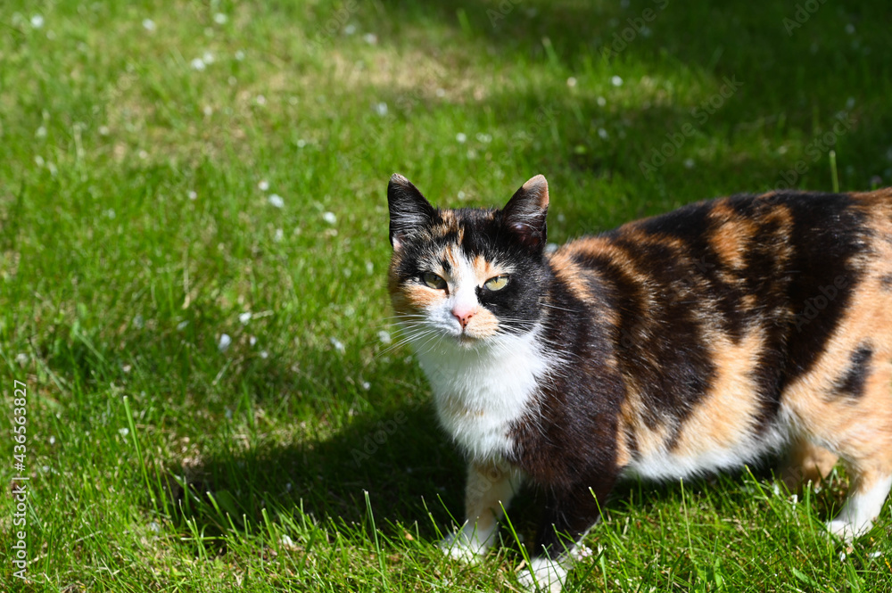 Naklejka premium Close up of a calico cat with tri-color coat.