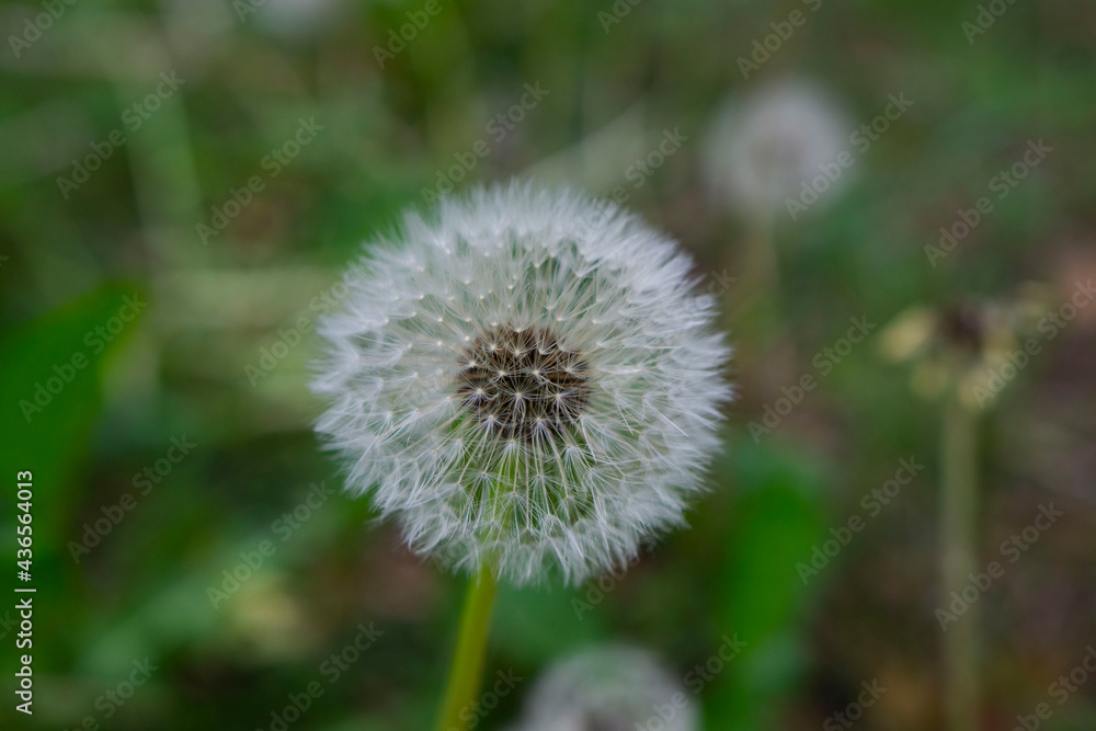 Dandelion in the grass with seeds ready to blow away. Selective focus. Close up shot Dandelion in the grass with seeds ready to blow away. Selective focus. Close up shot