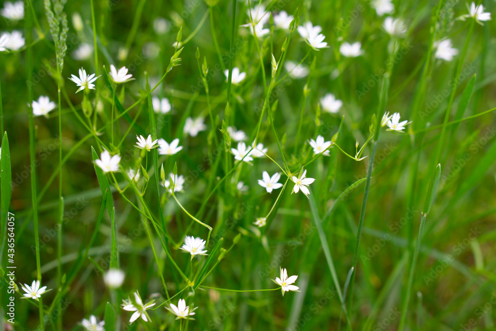 Tender floral background with small white flowers.