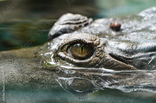 Crocodile eye close up