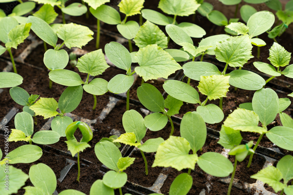 Small seedling growing in cultivation tray. Green nursery with organic zucchini plants vegetables salad in plastic pots. Farming in greenery hothouse. Agriculture and farm business occupation concept Small seedling growing in cultivation tray. Green nursery with organic zucchini plants vegetables salad in plastic pots. Farming in greenery hothouse. Agriculture and farm business occupation concept