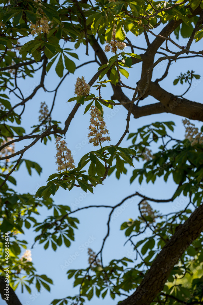 branches of a horse chestnut tree with blossoms against a blue sky - shady part branches of a horse chestnut tree with blossoms against a blue sky - shady part
