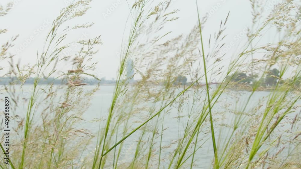 Reed Swaying In The Wind. Reed Swaying In The Wind.