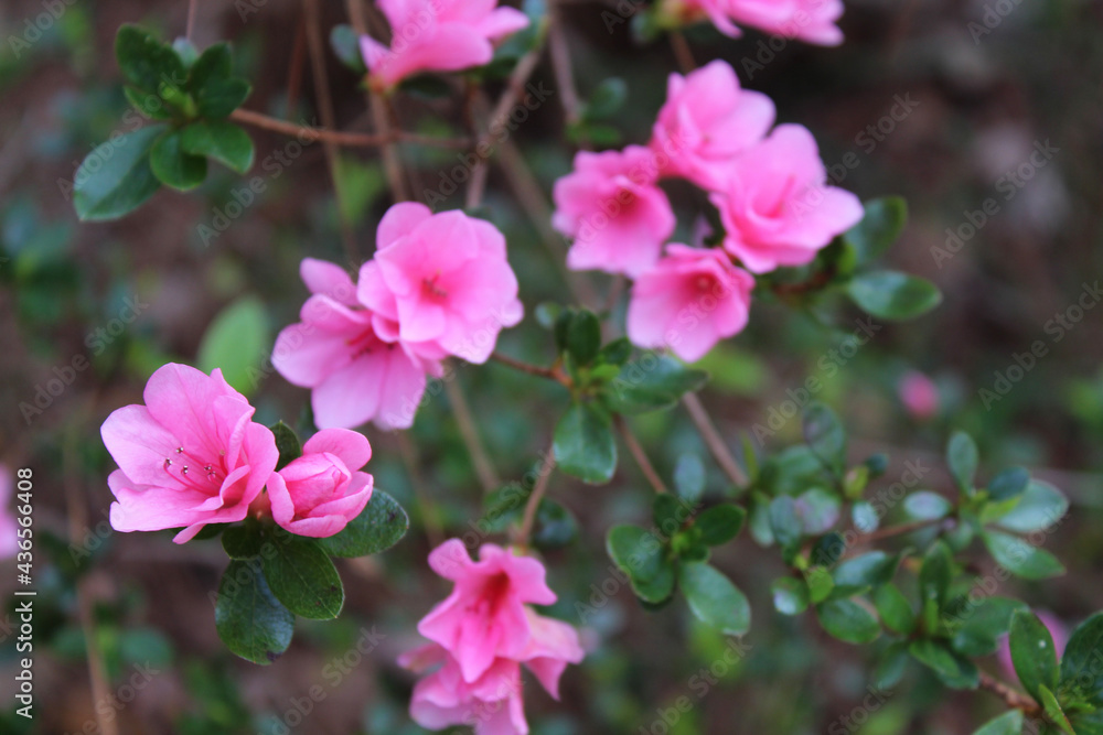 pink flowers in the garden pink flowers in the garden