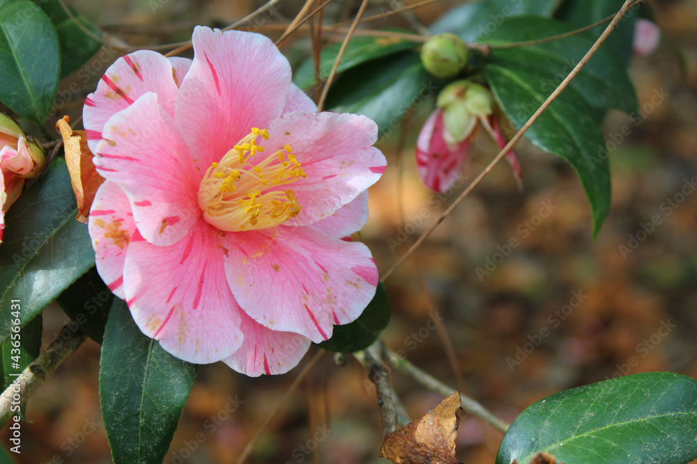 pink flower in the garden