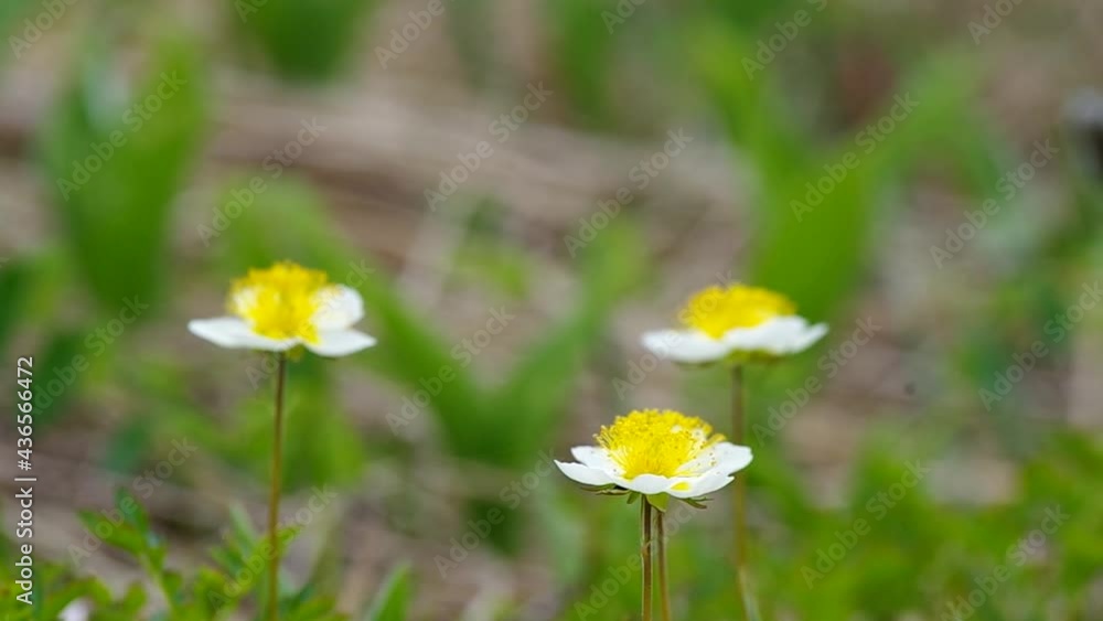 チングルマの 花　撮影地北海道神仙沼