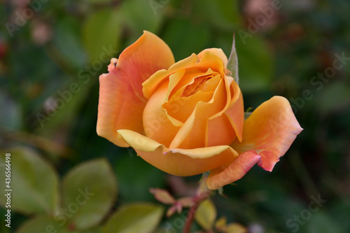 Hermosa rosa amarilla en primer plano