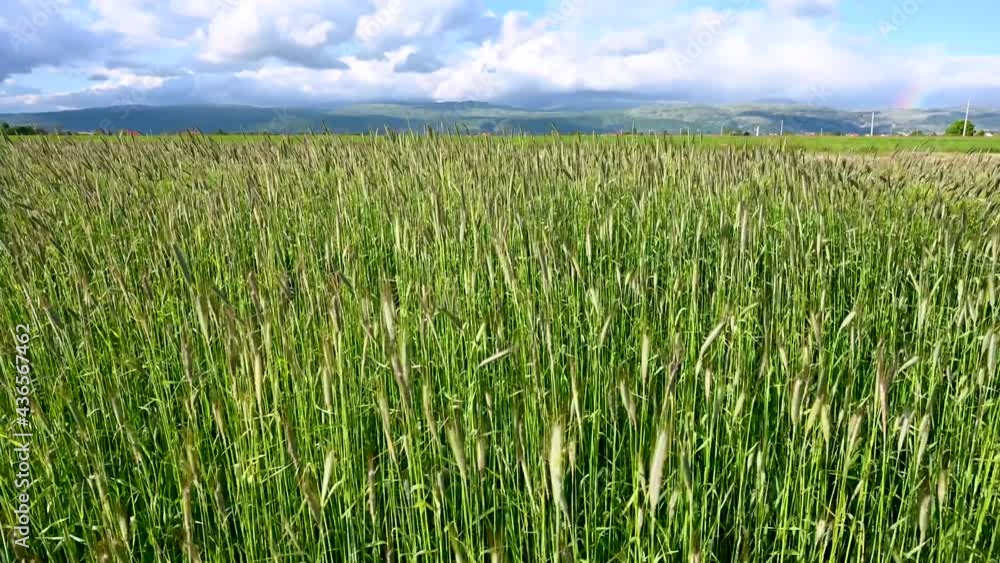 Aerial drone view of wheat field. Green cereals on sunset, view from above. Spikelet of wheat swaying in the wind. Young ripe ears swaying on the wind. Agriculture. Aerial drone view of wheat field. Green cereals on sunset, view from above. Spikelet of wheat swaying in the wind. Young ripe ears swaying on the wind. Agriculture.
