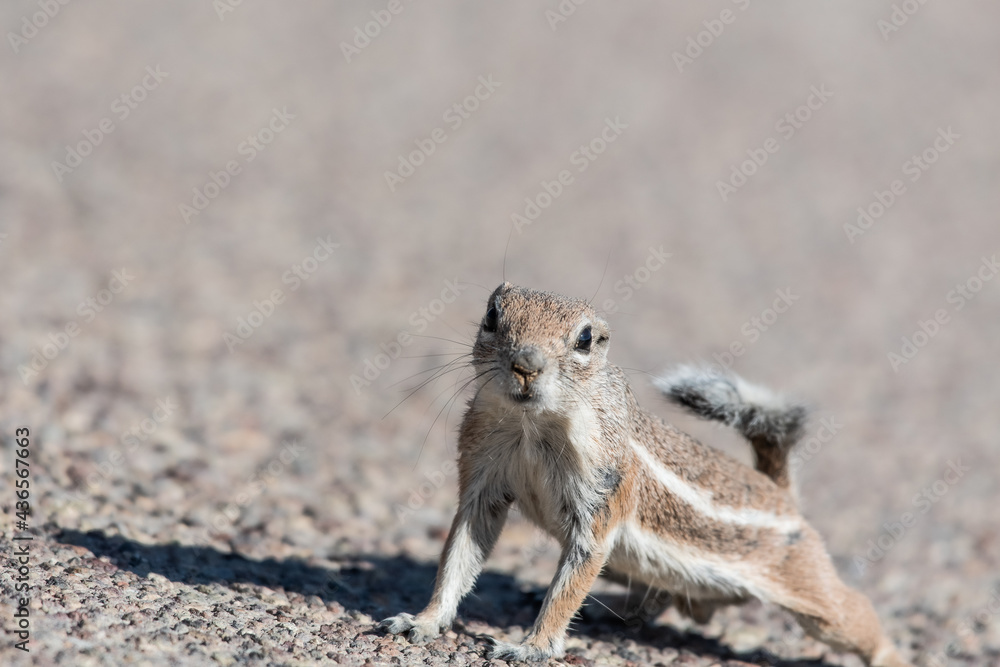 A single white tailed antelope squirrel standing on cement A single white tailed antelope squirrel standing on cement