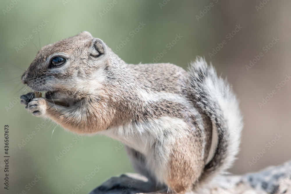 A single white tailed antelope squirrel eating A single white tailed antelope squirrel eating