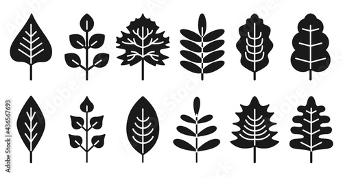 Set black silhouettes leaf isolated on white background. Realistic autumn leaves with white streaks. Simple flat style  vector illustration for scrapbooking  notebook  dishes.Simple glyph