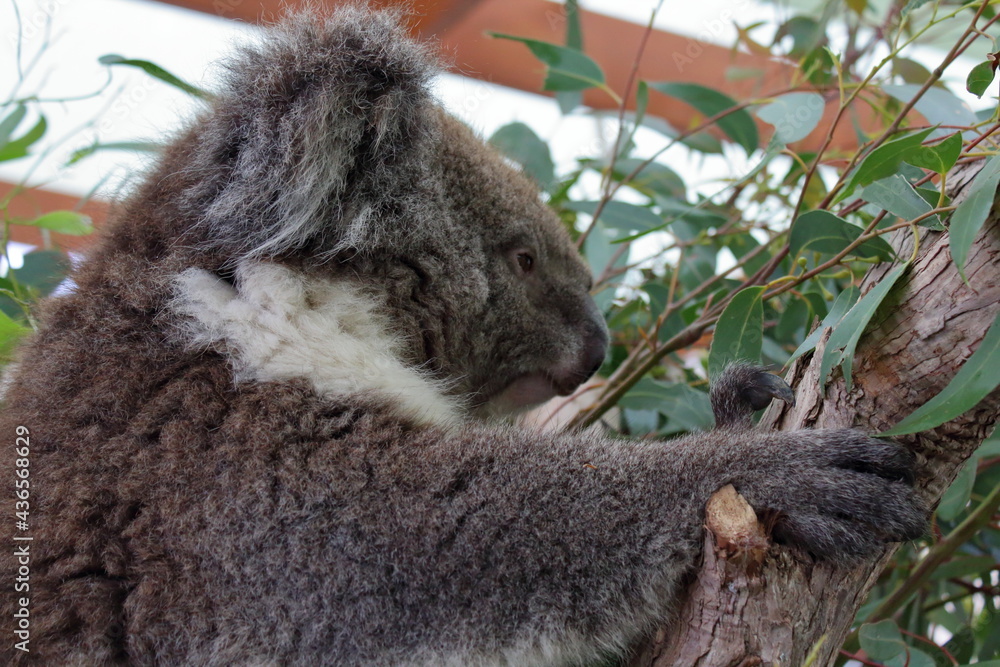 Fototapeta premium koala in a tree