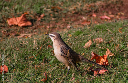  Calandria en el césped del jardin. Canelones, Uruguay photo