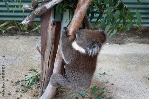 Photography koala in tree