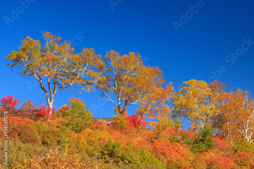 大雪山国立公園高原温泉沼めぐりコースの紅葉