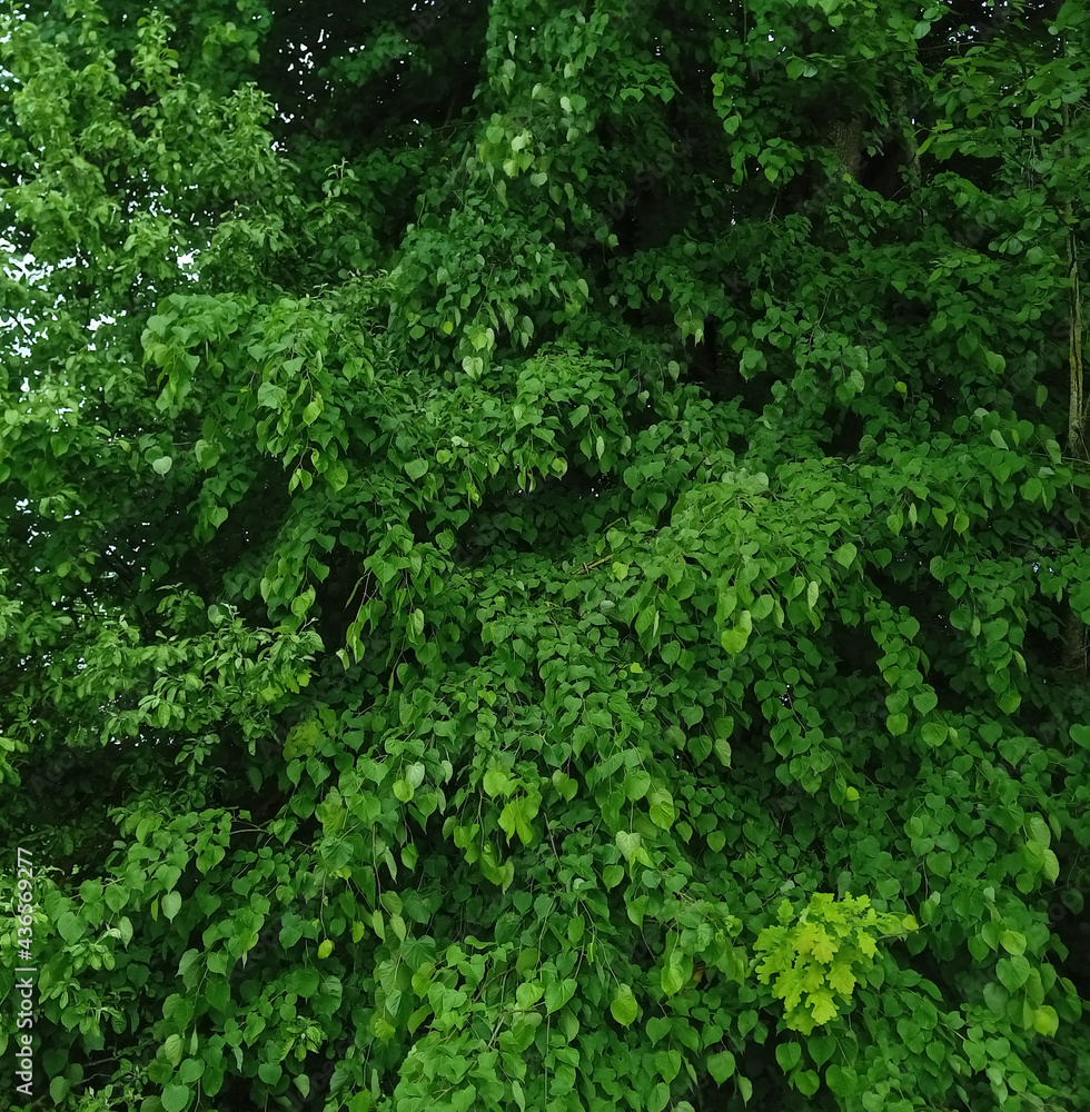 Background from leaves. Tree leaves. 