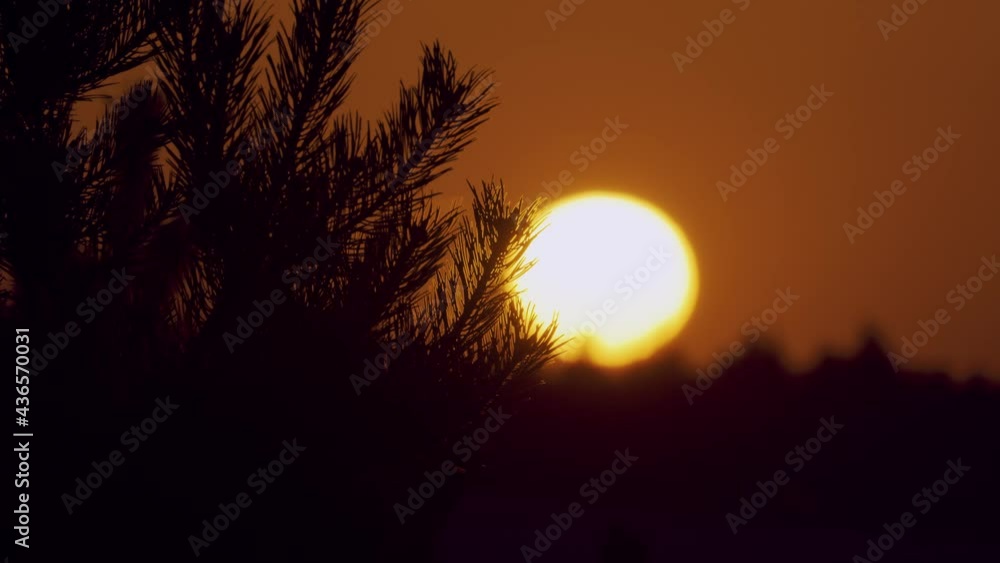 Golden Yellow Sunset On Horizon At De Hoge Veluwe National Park, Rack Focus Golden Yellow Sunset On Horizon At De Hoge Veluwe National Park, Rack Focus