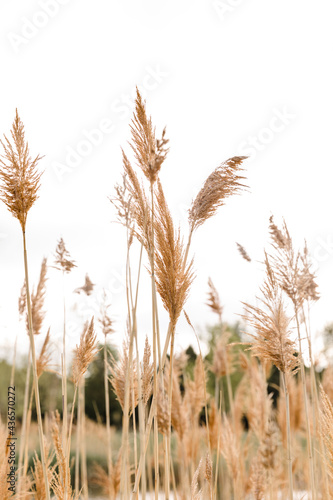 weed grass brown 