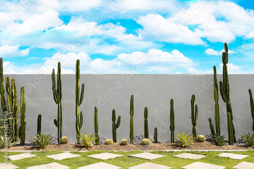 Cactus garden on white wall background with green grass and bluesky.