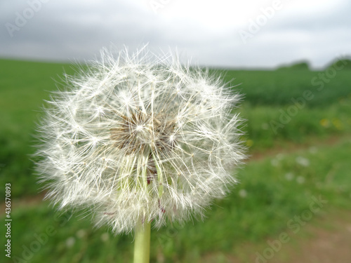 Beautiful white dandelion flowers close-up with green landscape in background