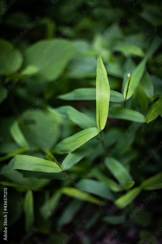 Natural background of long grass stems Natural background of long grass stems